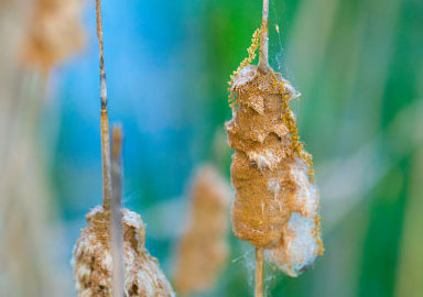 免费ddos在线攻击